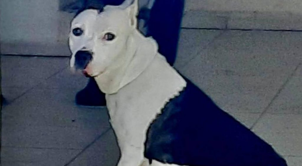 Intervenido de urgencia tras el ataque de un perro potencialmente peligroso en Taco. Twitter de la Policía Local de La Laguna