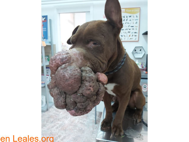 Perrita con un impactante tumor en la cara. LE