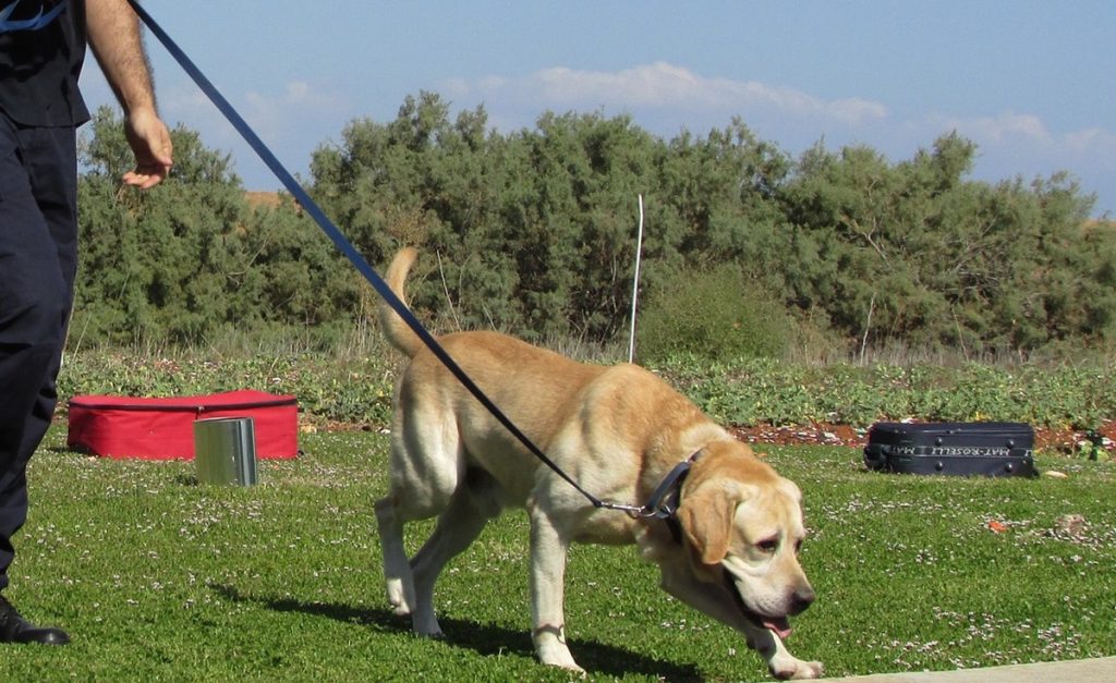 Adiestramiento de un perro policía PIXABAY