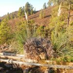 Cortaderia selloana