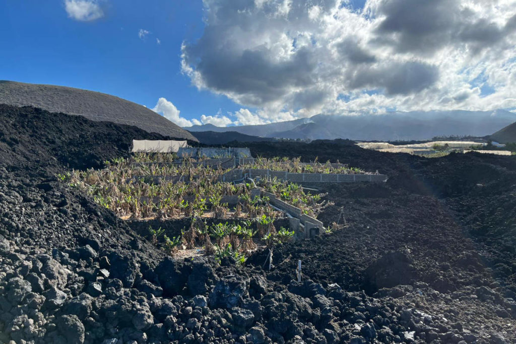 PLATANERAS LAVA LA PALMA