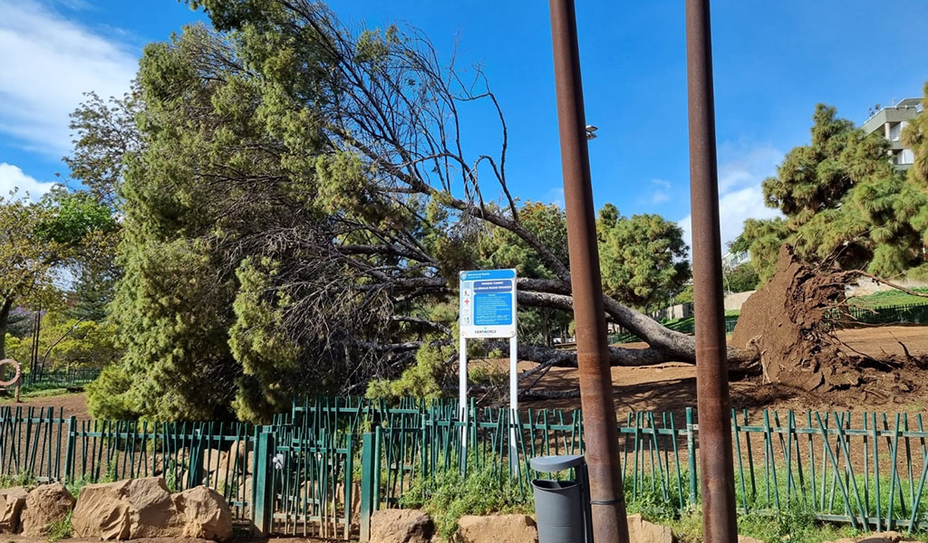 Caida-de-un-arbol-en-el-Parque-La-Granja-por-la-borrasca-Celia