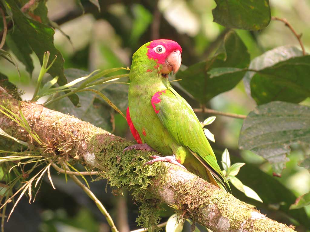 Perico caretirrojo