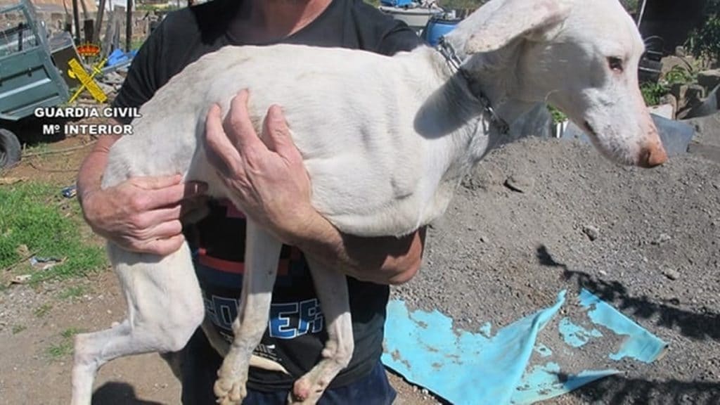 maltrato-animal-en Canarias