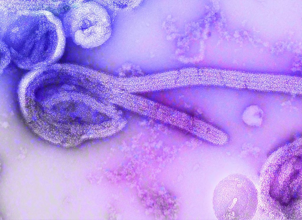 Zoonosis: la clave tras las últimas alertas sanitarias