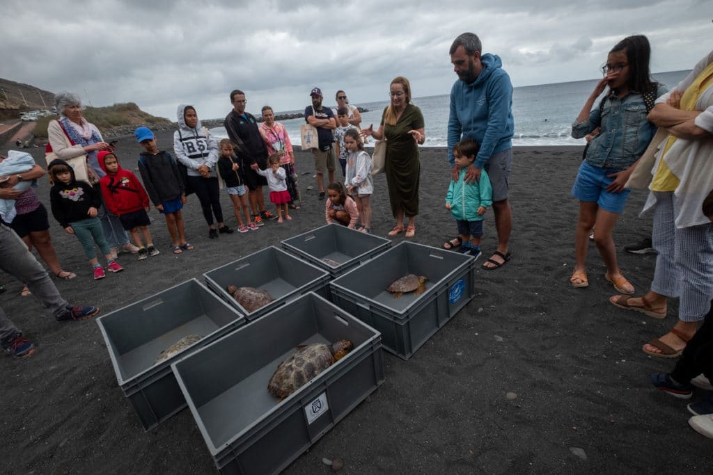 La Fundación DIARIO DE AVISOS impulsa la liberación de cinco tortugas en el mar. Fran Pallero