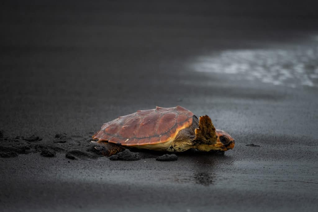 Localizan tres zonas de desechos en aguas canarias peligrosas para las tortugas