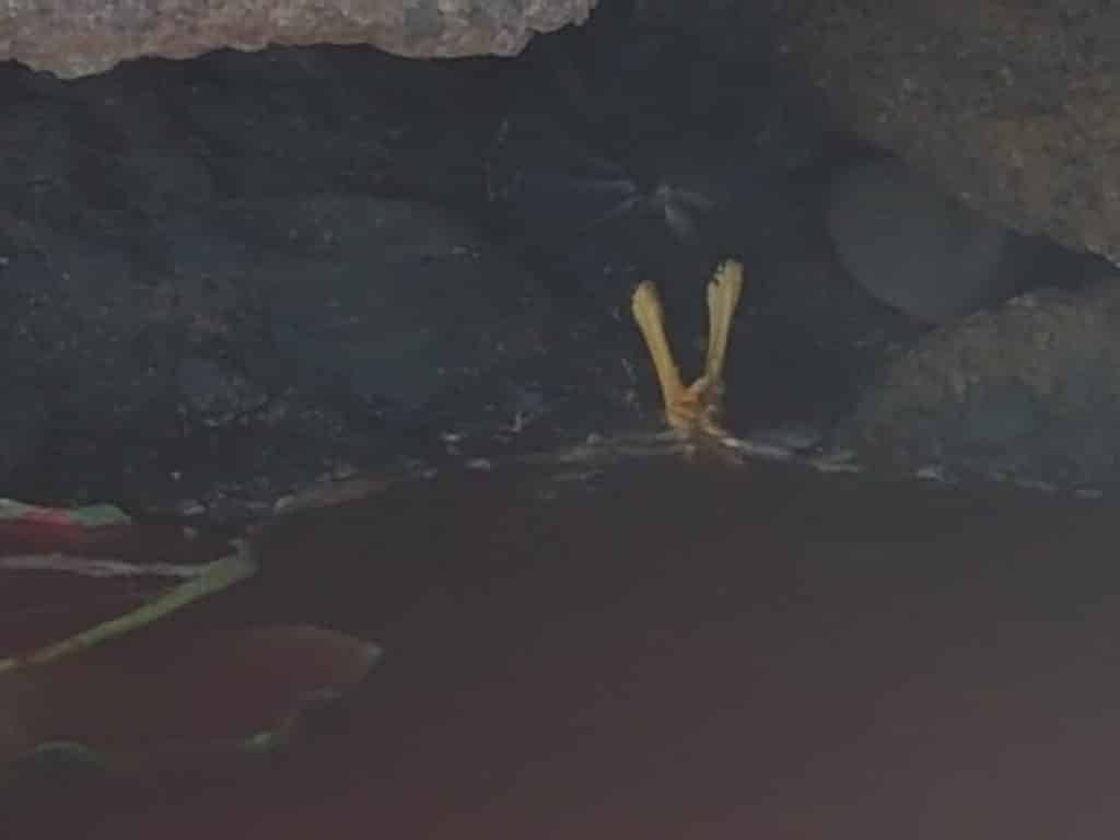 ritual en Canarias