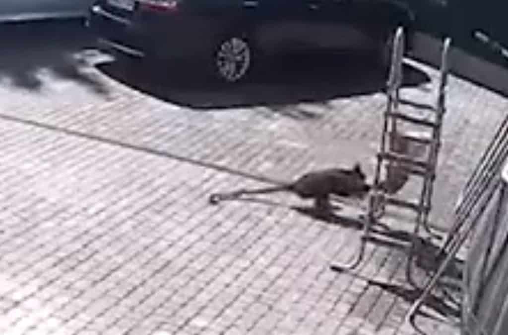 El brutal ataque de un mono a una niña ucraniana refugiada en Moscú