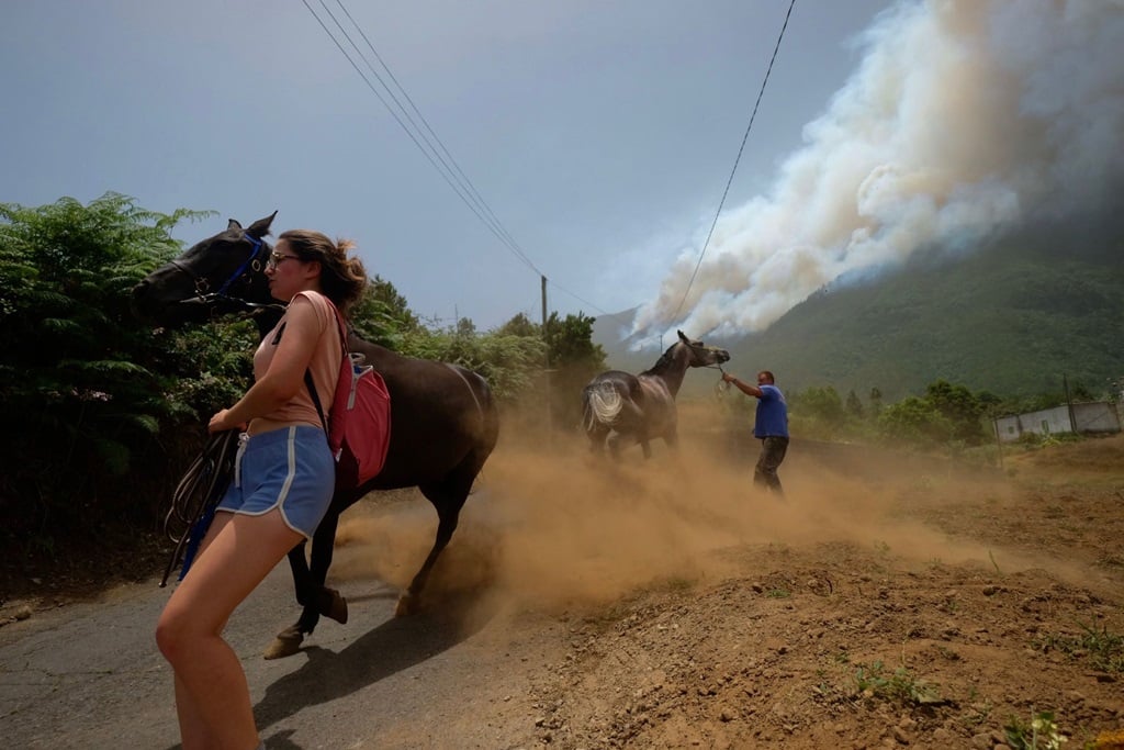 Más de 15.000 animales podrían haber muerto por el incendio de Tenerife