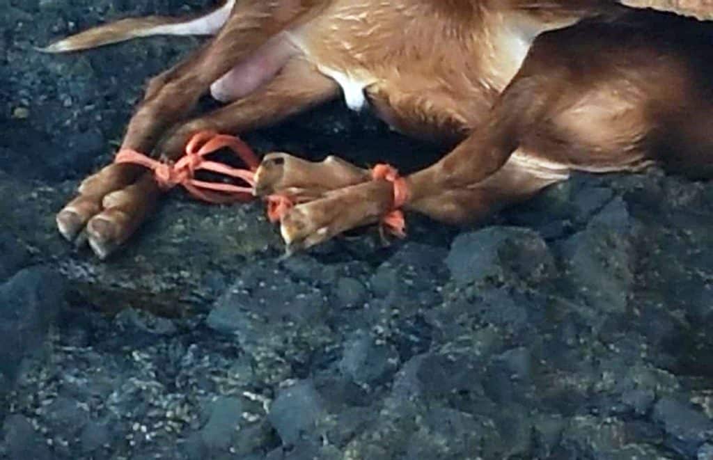 ritual en Canarias