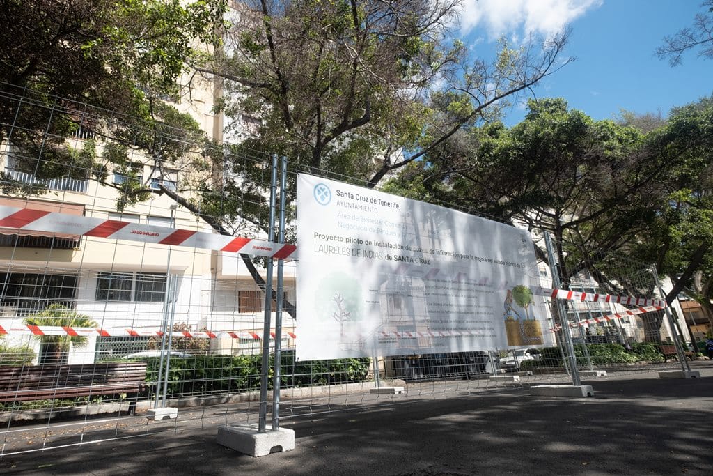 El aporte hídrico extra a los laureles de Indias de la Rambla ha dado resultados positivos, con la generación de nuevas raíces.