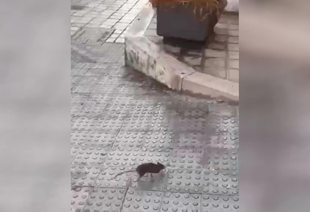 Ratas en Santa Cruz a plena luz del día