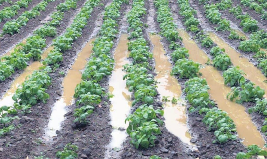 “El agua que ha caído hasta ahora es extraordinaria para el campo”