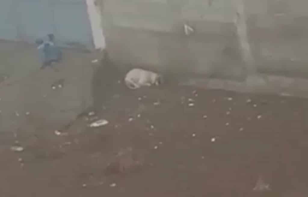 Graban a otro perro a la intemperie en Tenerife