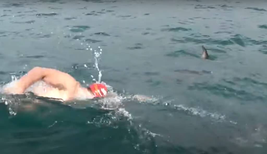 La inteligencia de los delfines: un grupo protege a un nadador amenazado por tiburones