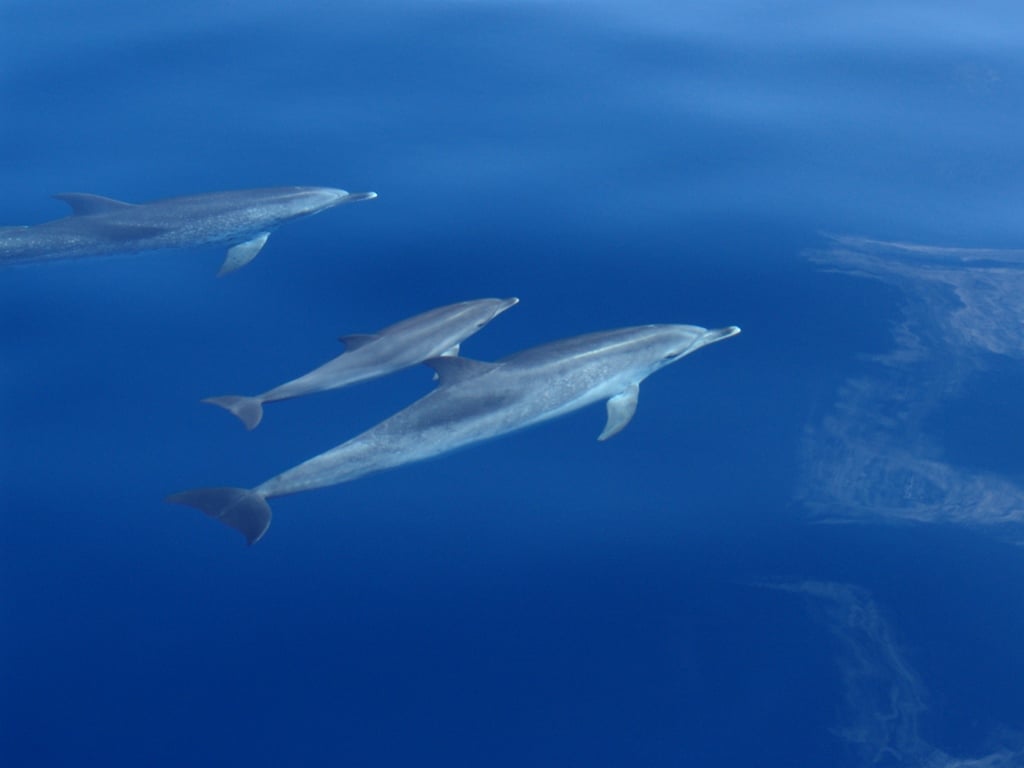 Canarias, el modelo a seguir para la protección de los zifios en el mundo