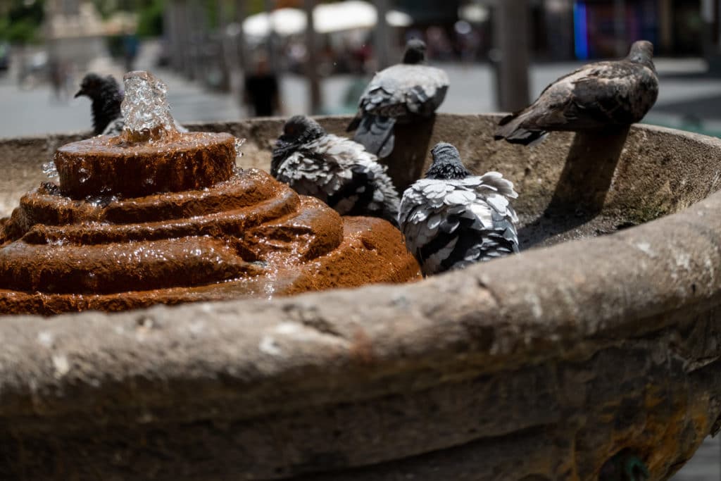 'veranillo de San Miguel' en Canarias
