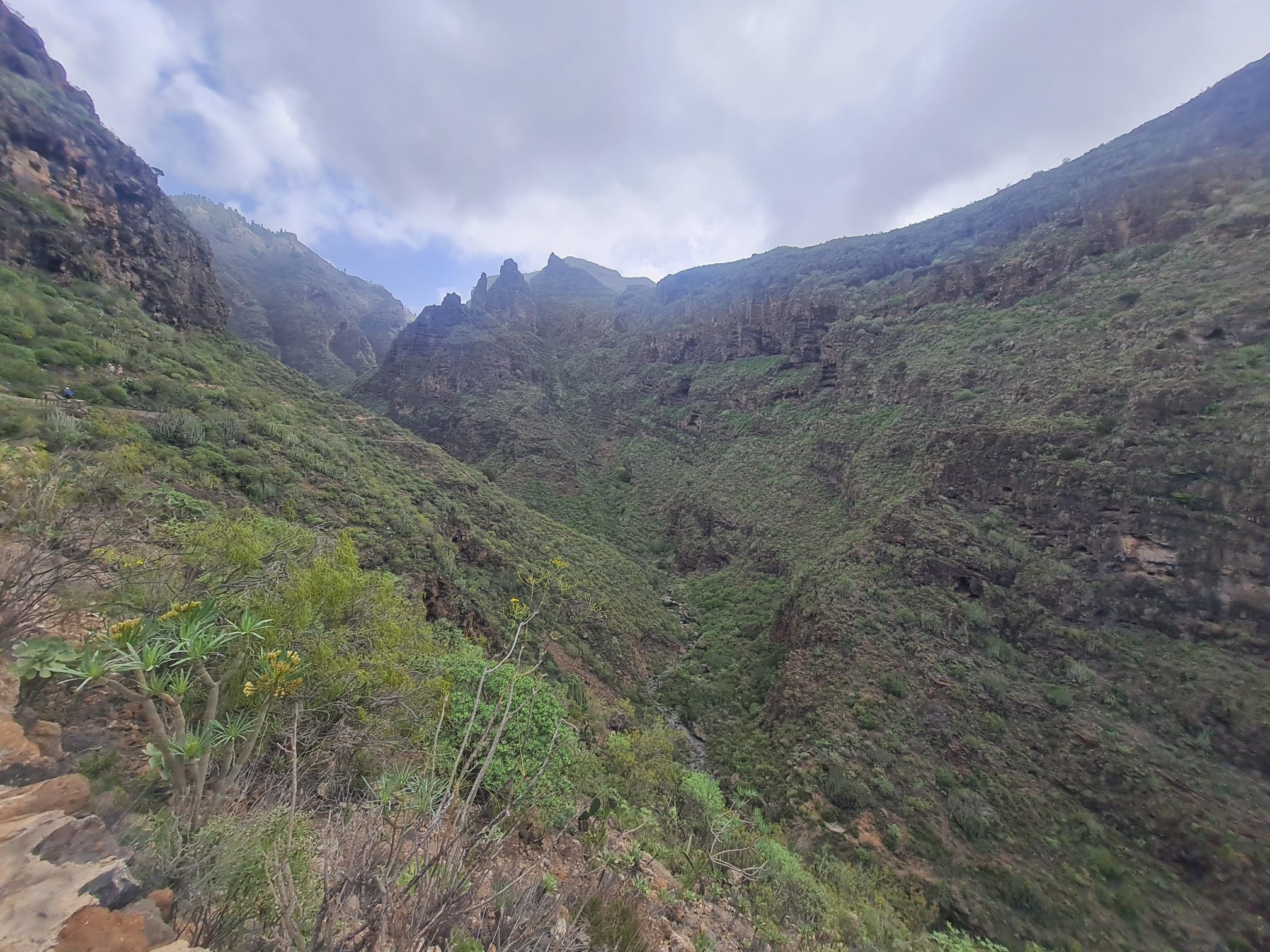 El sur de Tenerife se ‘viste’ de verde de arriba abajo