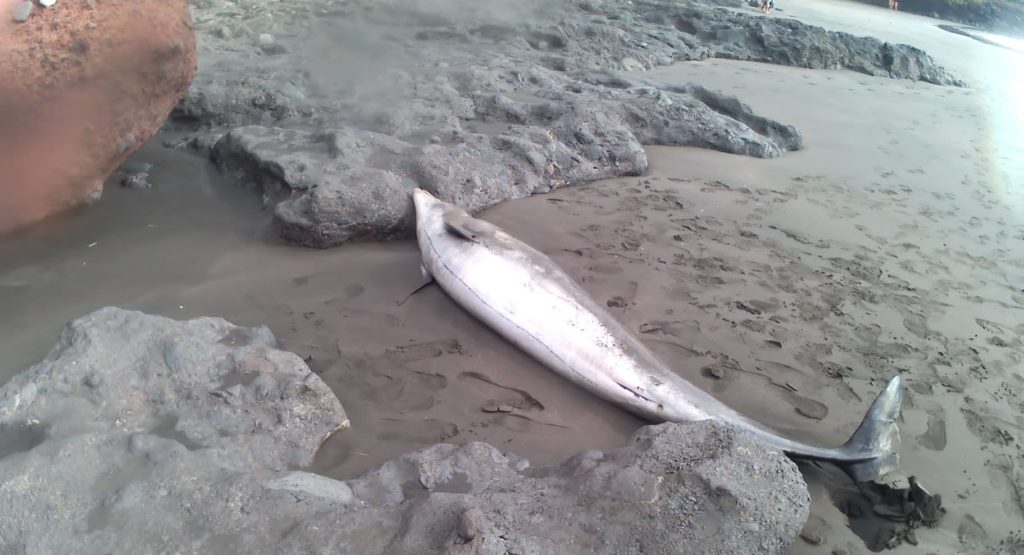 Imagen del delfín hallado en playa Chica (Santa Cruz de Tenerife). Cedida