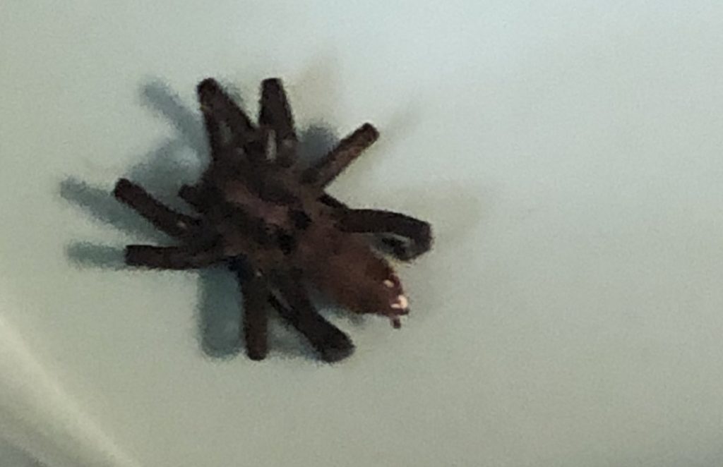 araña de gran tamaño
