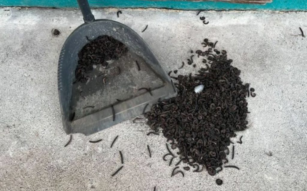 Invasión de bichos carreteros en Canarias