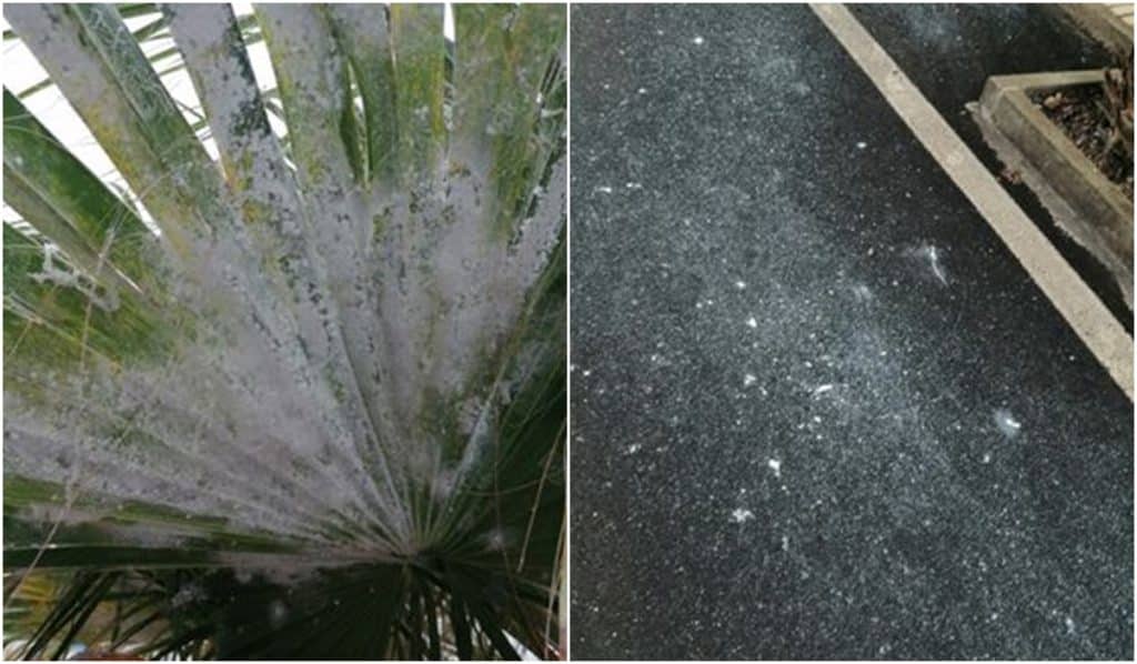 mosca blanca