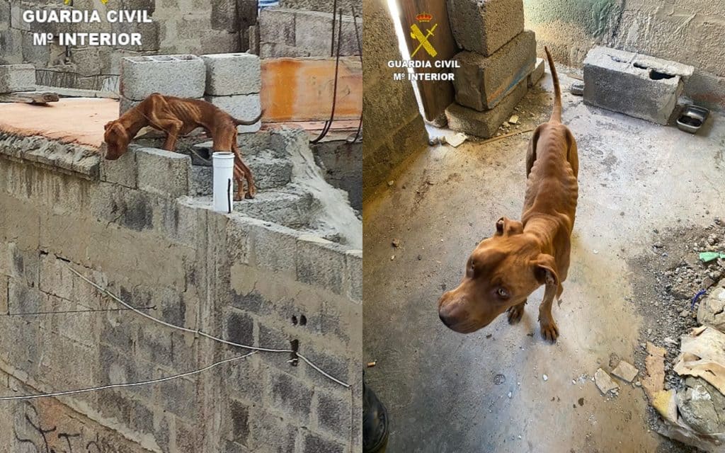 Investigadas dos personas por tener dos perros abandonados y con extrema delgadez en una vivienda de Gran Canaria