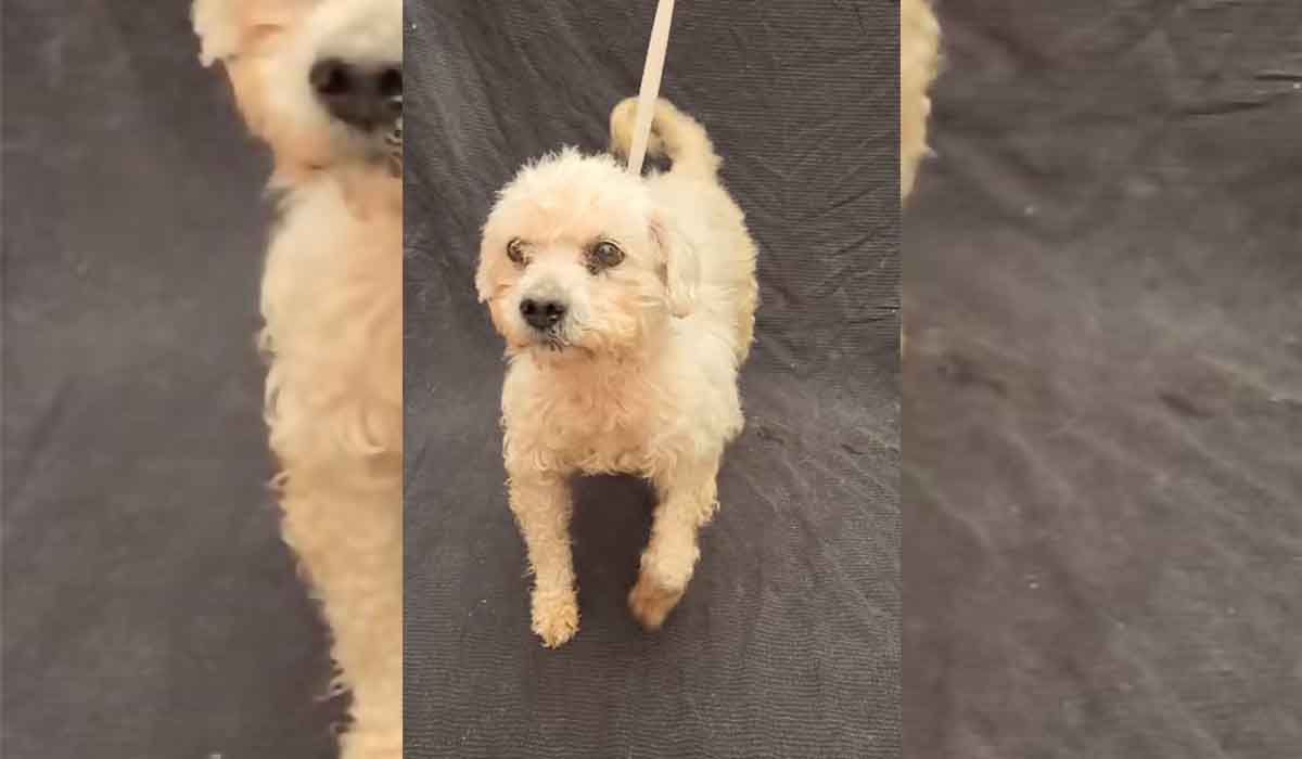Bolita, un 'perro abuelo' de Valle Colino, busca una nueva oportunidad