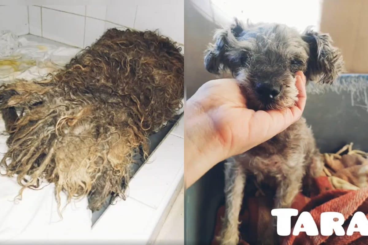 Caso muy urgente en Valle Colino: Tara ha tenido una "porquería de vida"
