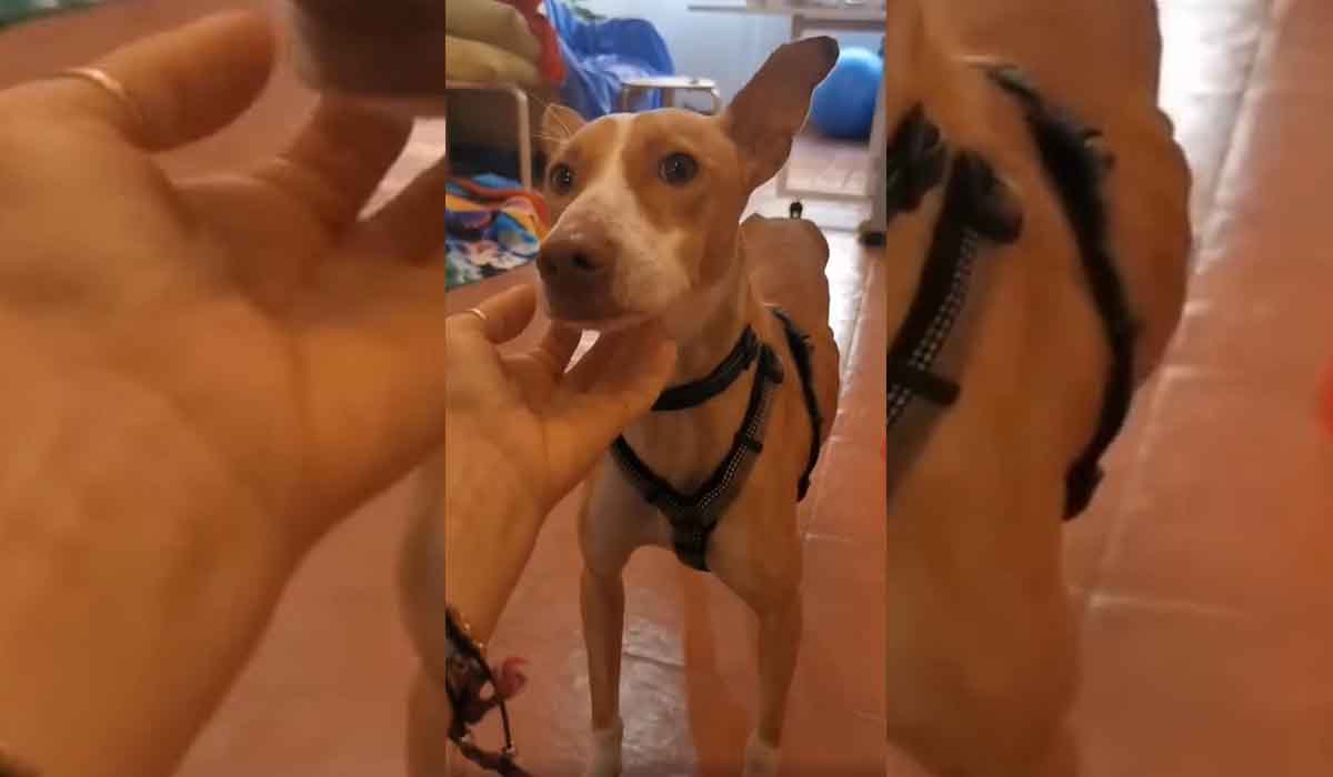 Violeta busca un hogar definitivo: se encuentra en Valle Colino