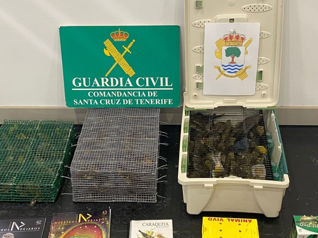Detenidos en el aeropuerto Tenerife Sur por traficar con canarios y pinzones