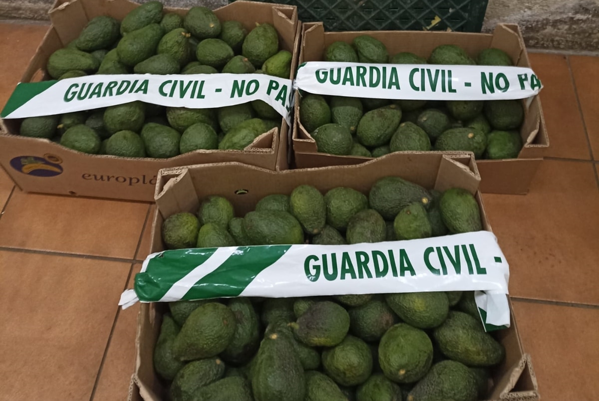 aguacates en Tenerife