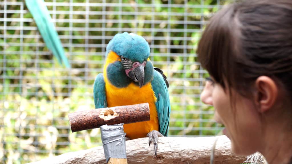 Investigadores descubren que los loros son capaces de recordar lo que hacen