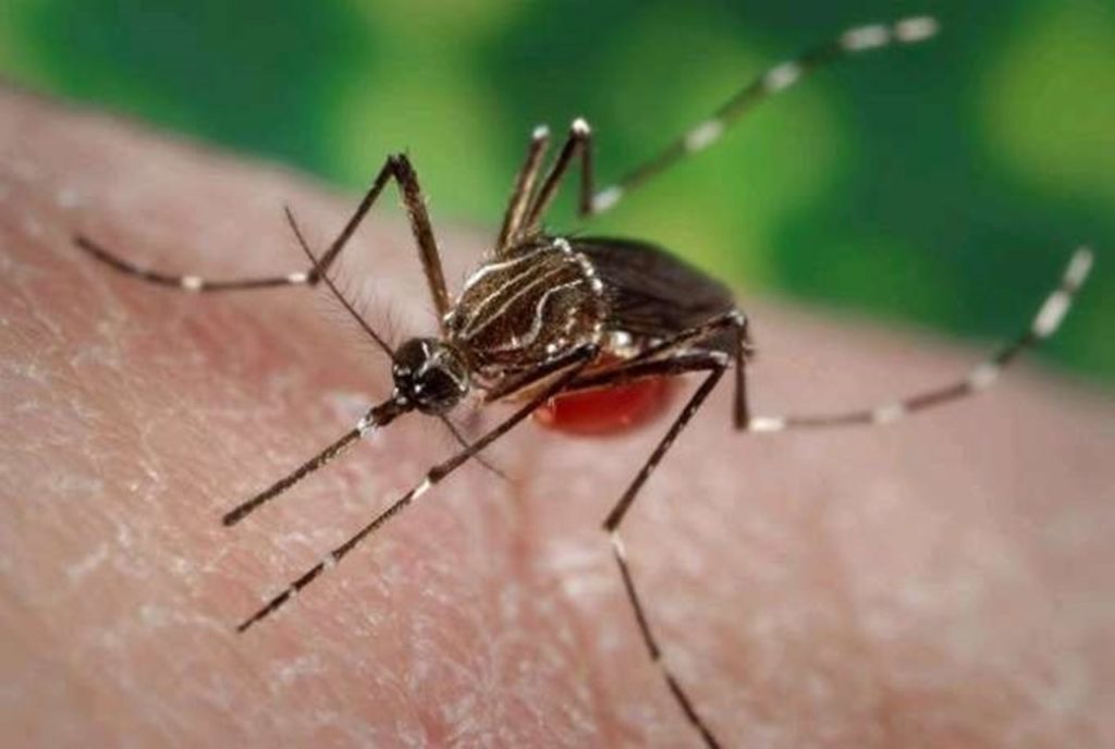 Detectan ejemplares del mosquito del Zika en una casa en Tenerife