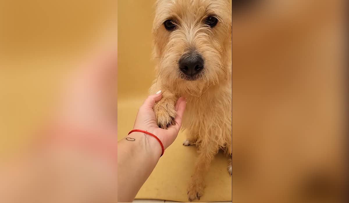 Odín está asustado en Valle Colino: busca un hogar que lo quiera