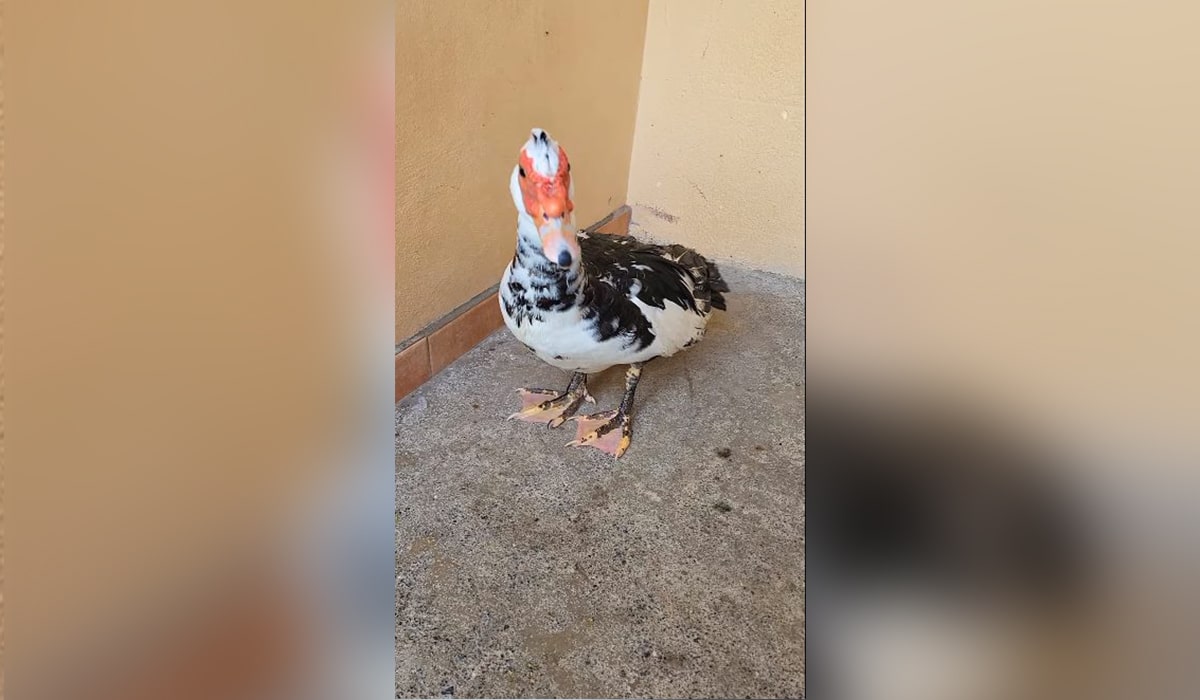Investigan a los tres individuos que llevaban un pato atado a un coche en el Carnaval de Santa Cruz de Tenerife