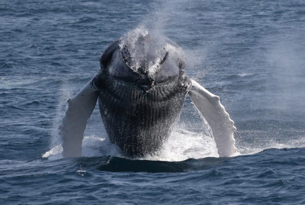 Día Mundial contra la caza de ballenas