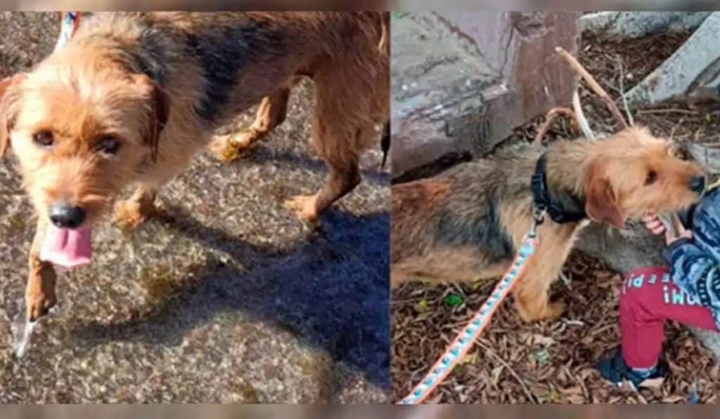 Encuentran a Zuca, la perra perdida en Tenerife