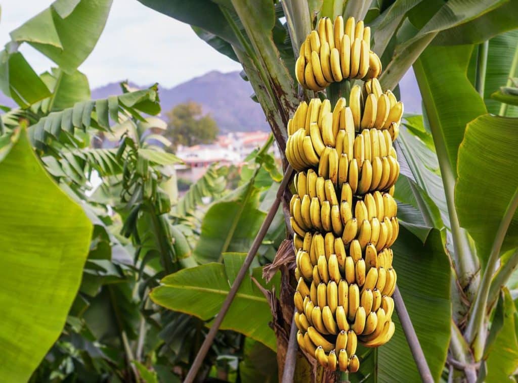 Plátanos con droga: la Policía descubre un alijo en una finca en Tenerife