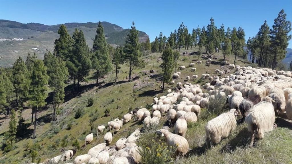 La ganadería de Tenerife recibirá 6,3 millones de euros en ayudas directas