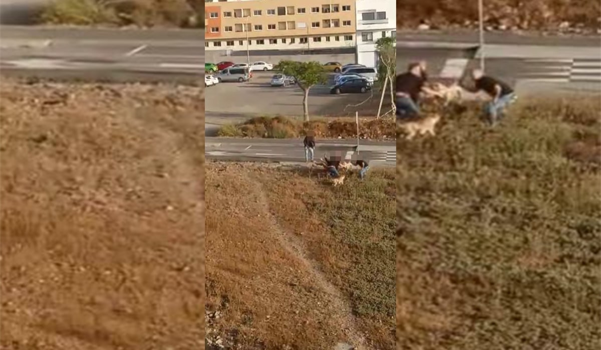 Disparan contra un perro en Tenerife durante un servicio policial