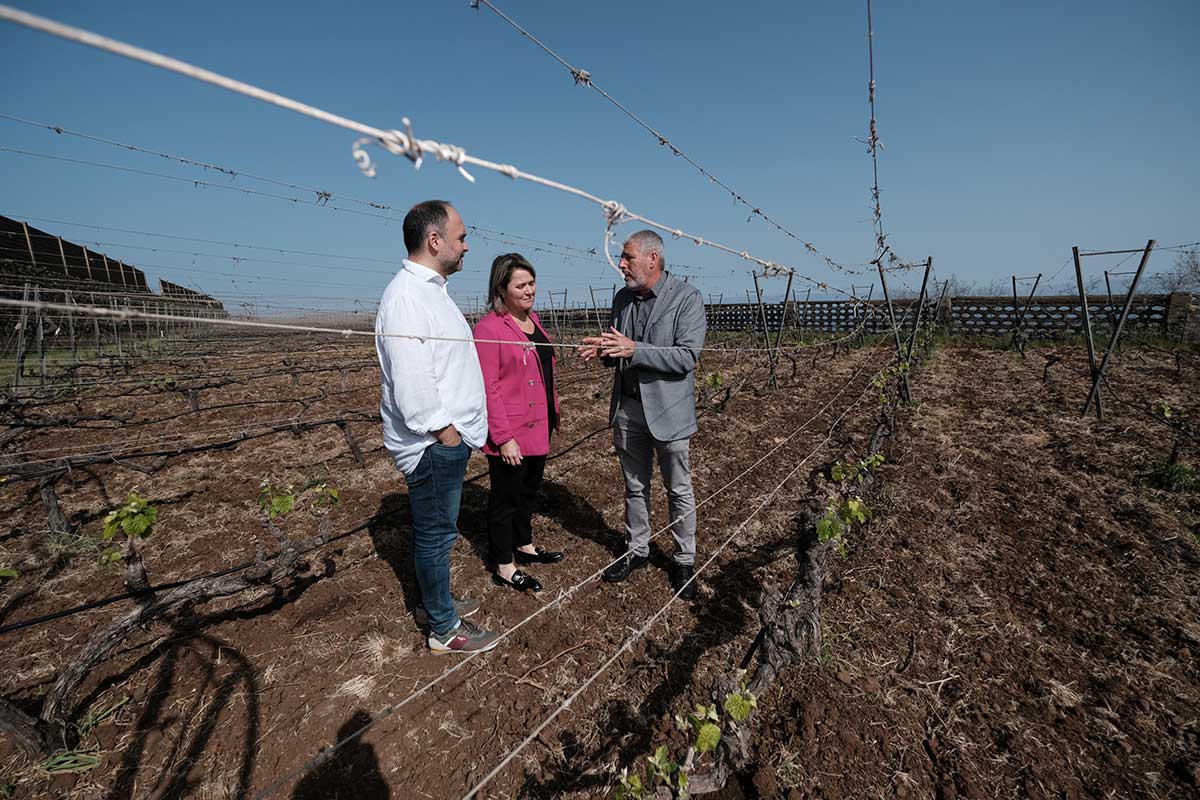 Canarias pone en marcha un proyecto de saneamiento de viñas frente a los efectos del cambio climático