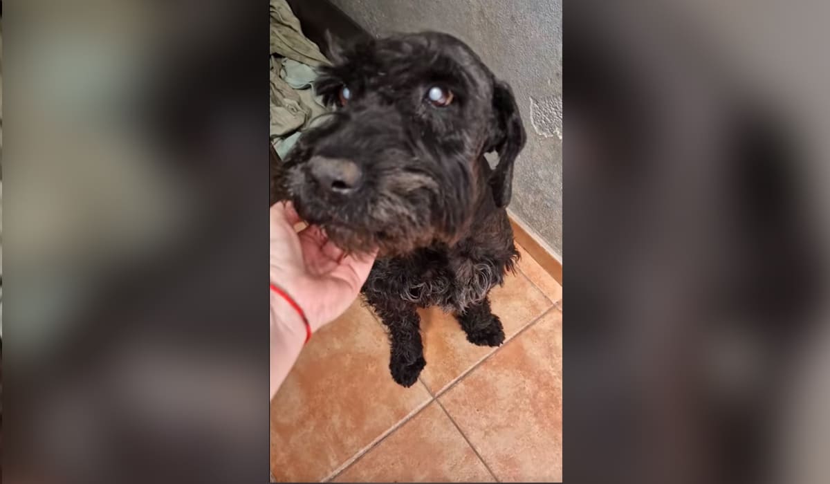 Bob busca un hogar en Valle Colino: su caso es muy urgente