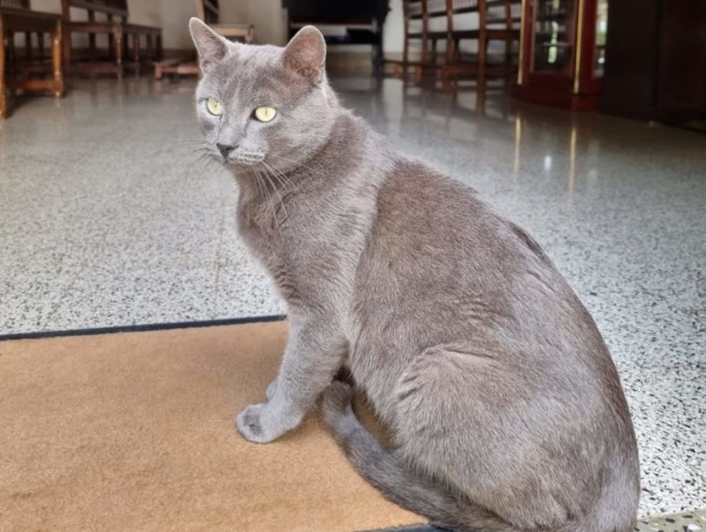 Denuncian la desaparición de ‘Ceniza’, el gato de la parroquia de Gracia