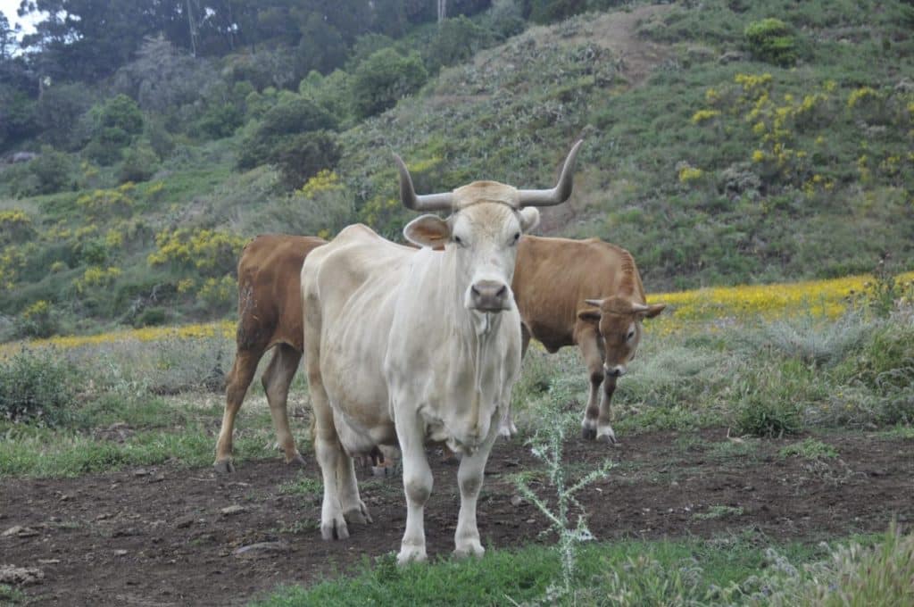 Las explotaciones que pidan las ayudas deben estar inscritas en el Rega.
