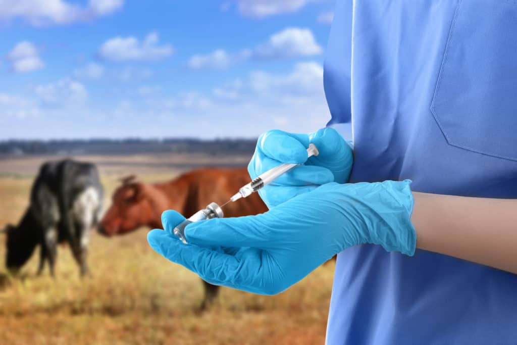 vacas