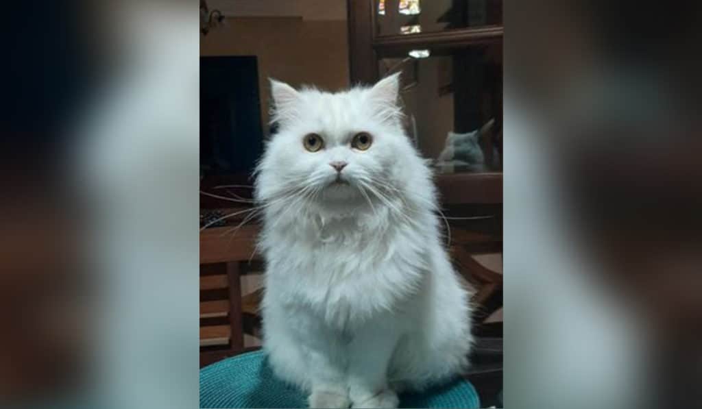 Buscan a Dama, una gata que fue atropellada en Tenerife