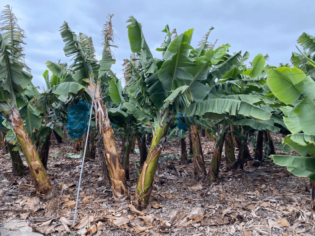 Una finca de plátanos, cultivo que será objeto de estudio en el marco del proyecto ‘Regadia’.