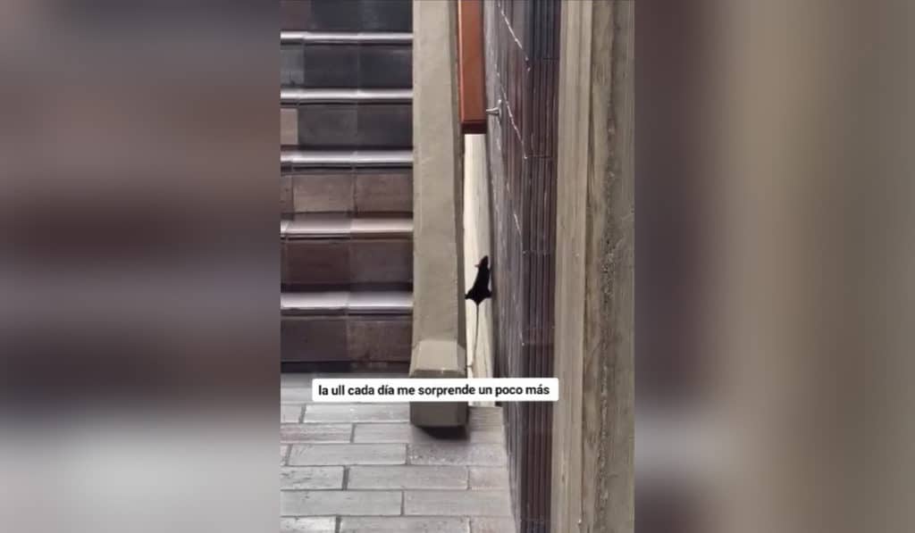 Un estudiante de la ULL publica en TikTok el increíble vídeo de una rata-araña en la facultad de Derecho